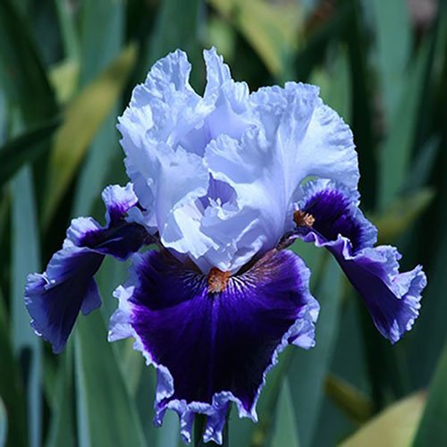 Bearded or Pogon irises flower