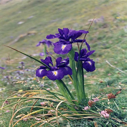  I. xiphioides or I. latifolia flower