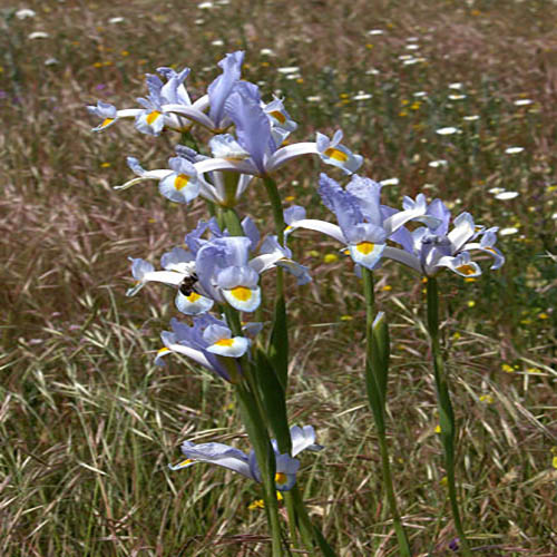 I. xiphium flower