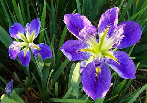 Crested irises flower