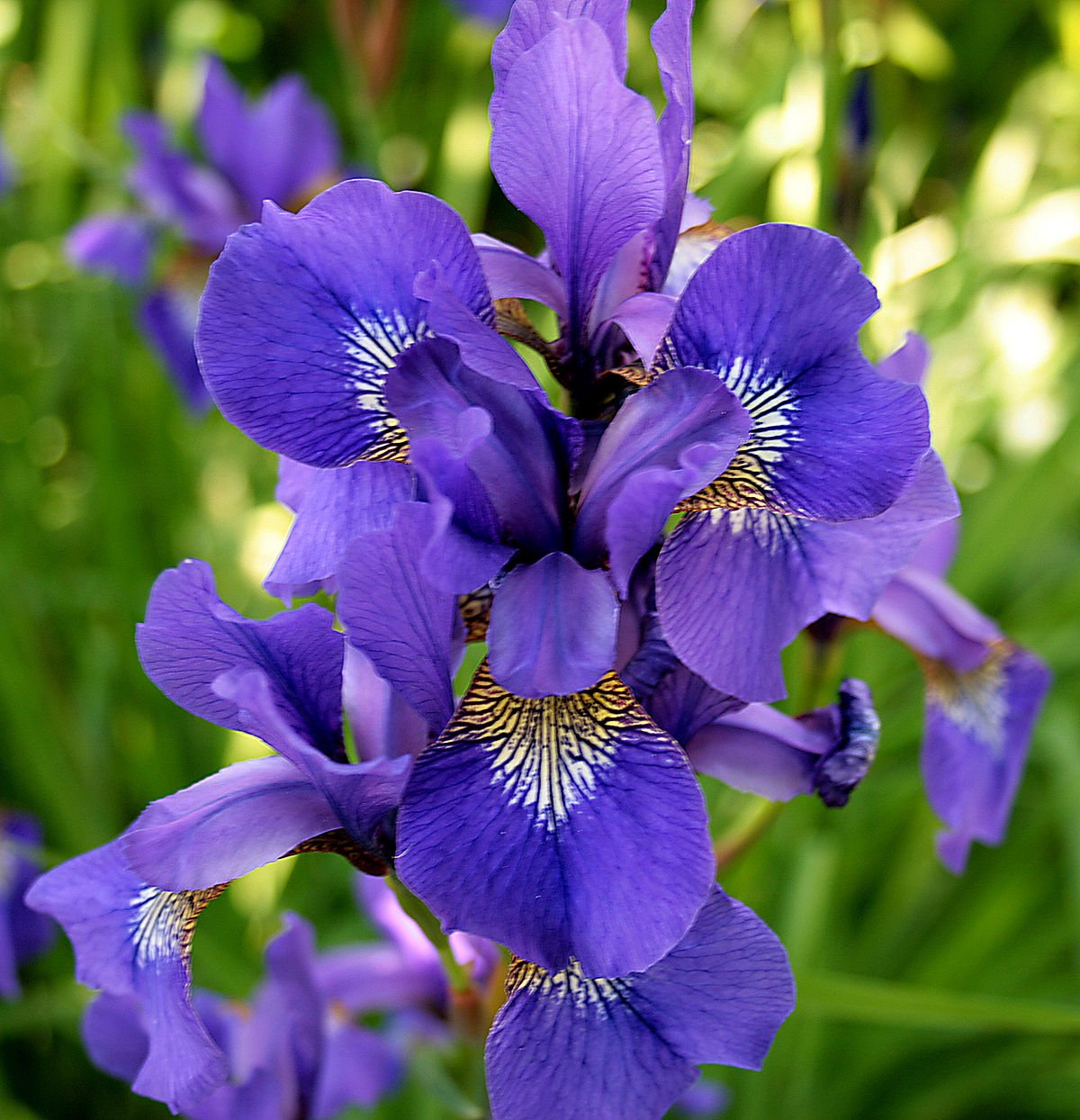 Irises flower