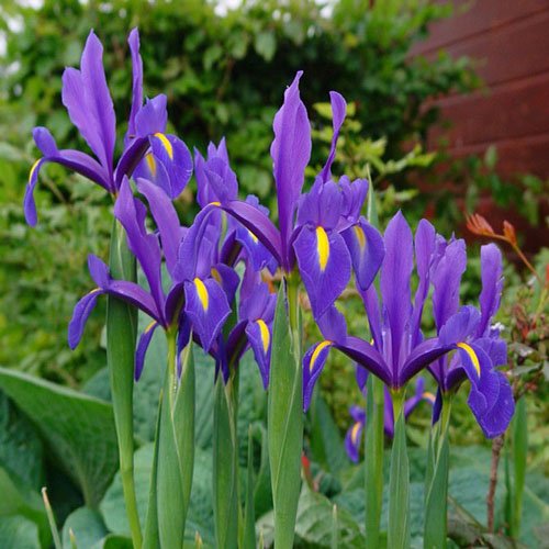 Beardless or Apogon irises flower