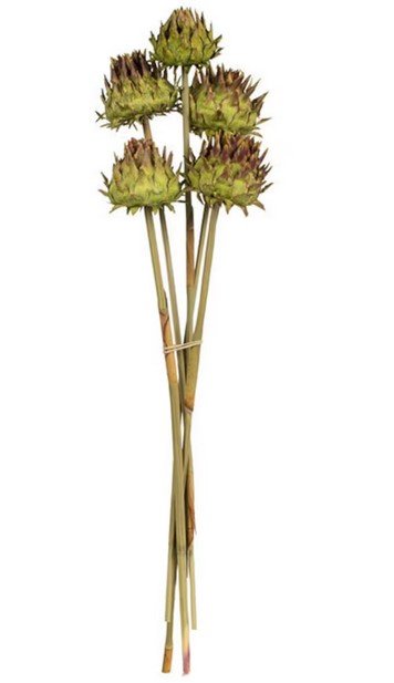 Dried artichoke flower