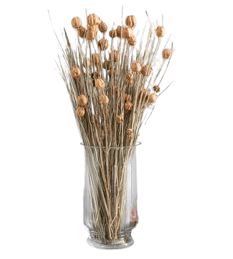 Dried vaccaria flower