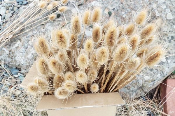 Dried teasels plant