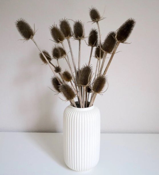 Dried teasels plant