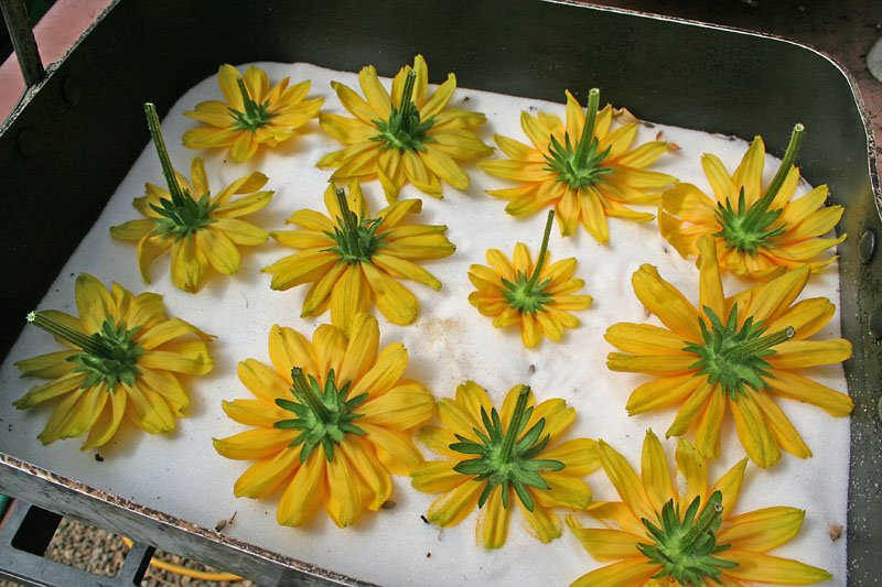 Drying natural flowers by borax