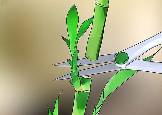 Propagating Lucky Bamboo
