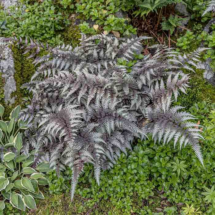 Japanese Painted Ferns