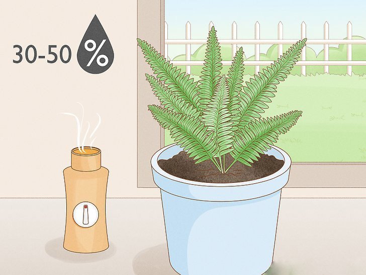 suitable humidity for the fern plant