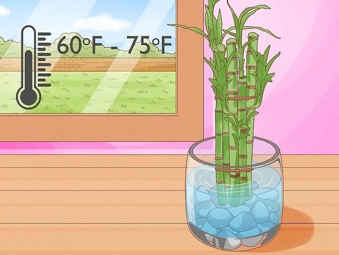 lucky bamboo temperature and Humidity