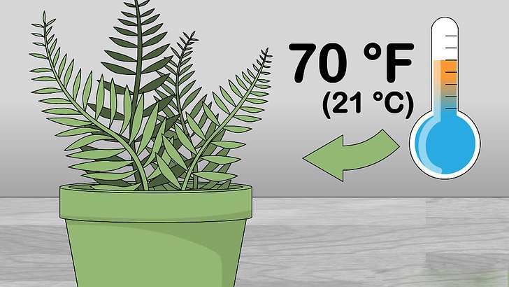 suitable temperature for the fern plant