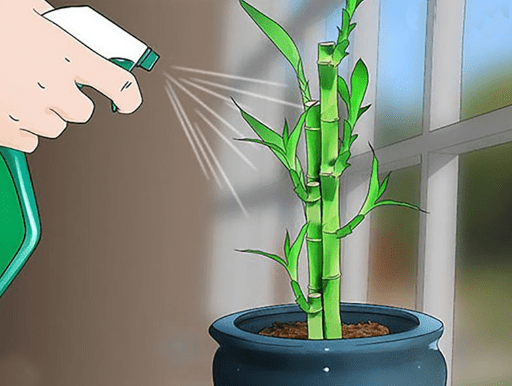 Watering Lucky Bamboo