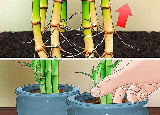 Potting and Repotting Lucky Bamboo