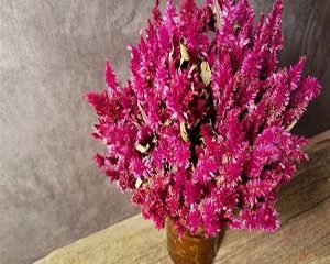 dried Amaranth flower
