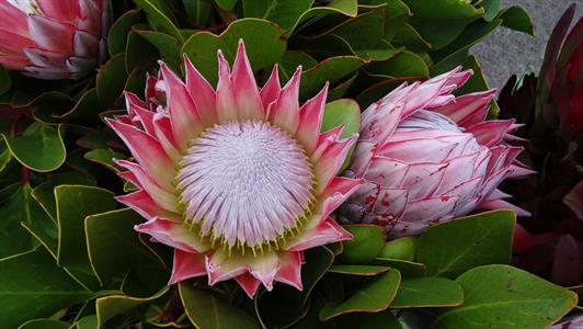 Protea flowers