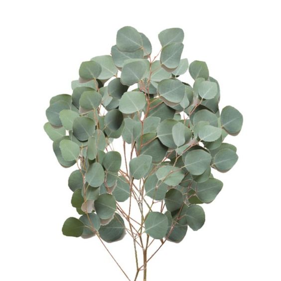 dried Eucalyptus leaves