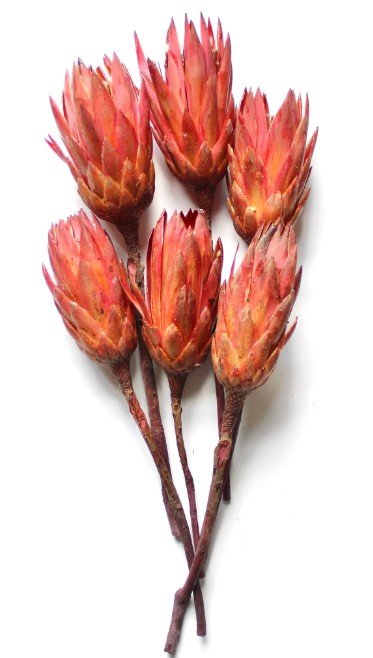 dried Protea flowers