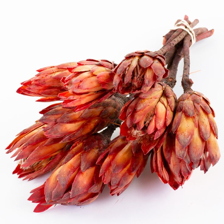 dried Protea flowers