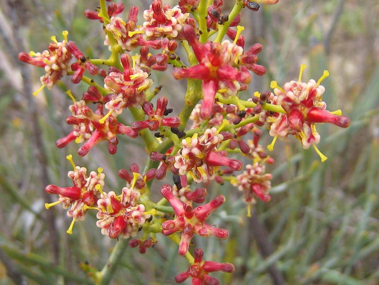 Stirlingia flower