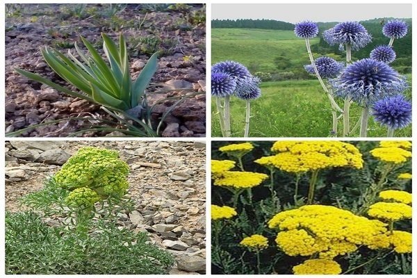 Iranian Flowers and Medicinal Herbs