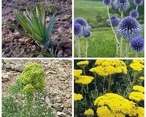 Iranian Flowers and Medicinal Herbs