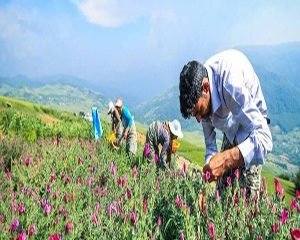 Traditional agriculture in Iran