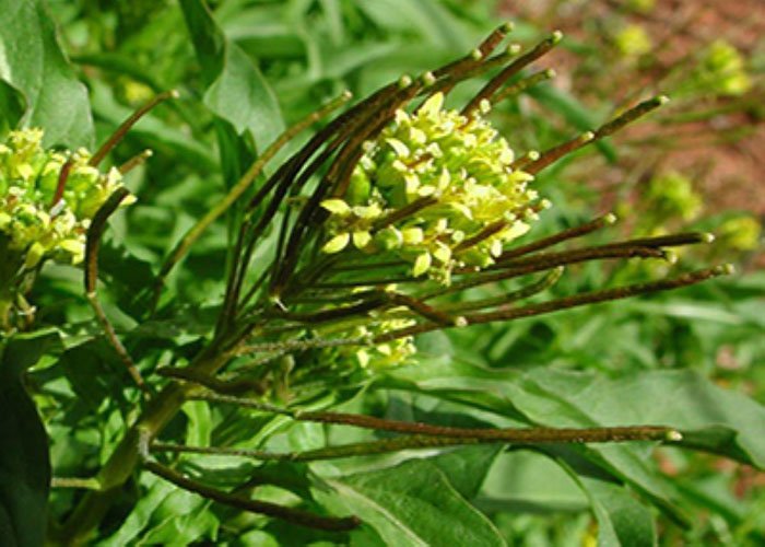 Desert Hyssop