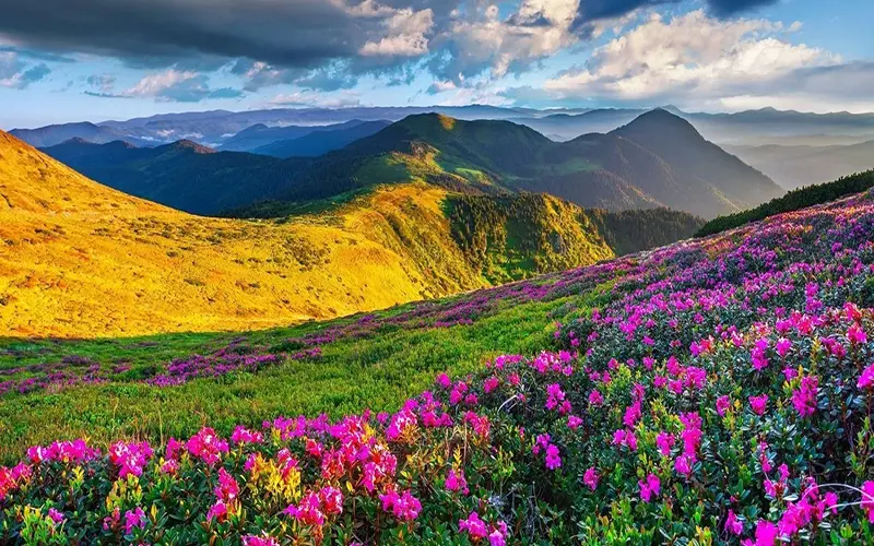 Flower Season in Iran