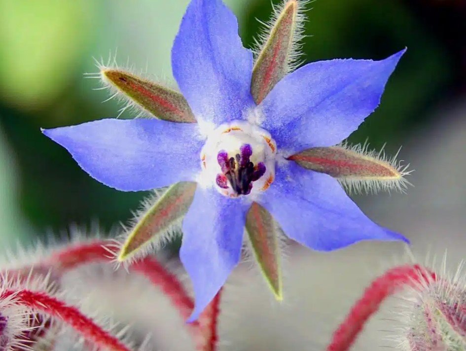 Medicinal plants native to Iran