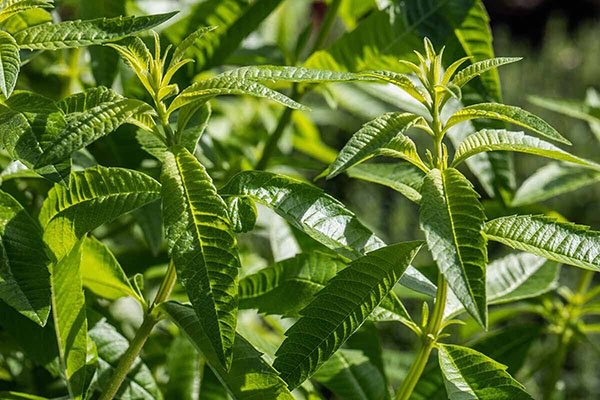 Lemon Beebrush