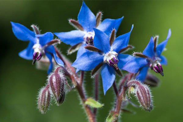 Borage