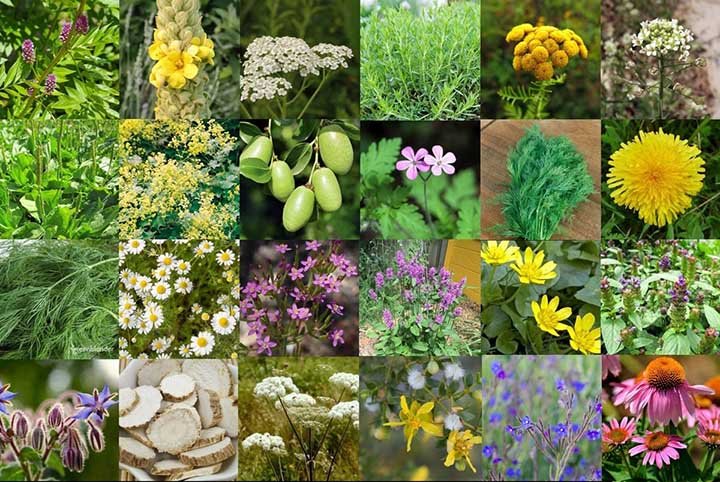 Iranian medicinal plants