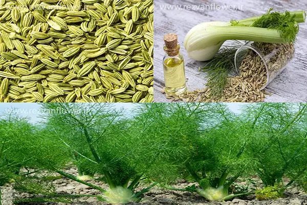 Fennel