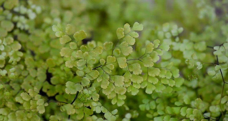 Perennial Celery (Persiawashan)
