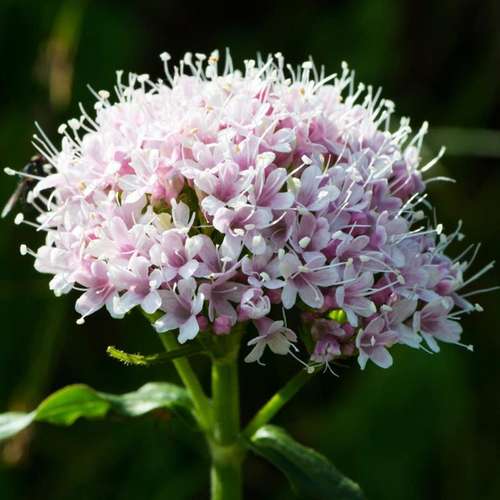 Valerian