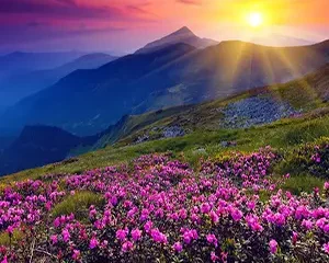 Medicinal Plants Native to Iran