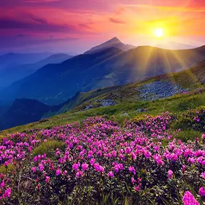 Medicinal Plants Native to Iran