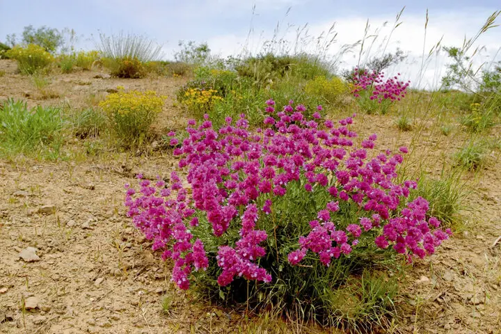 Medicinal plants native to Iran