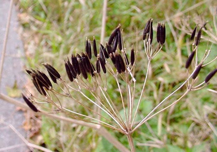 Black Cumin