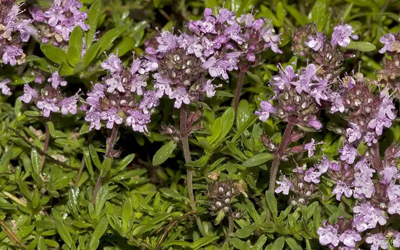 Thyme