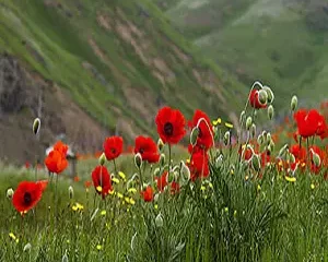 Flower Season in Iran