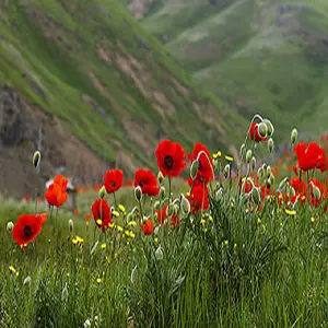 Flower Season in Iran