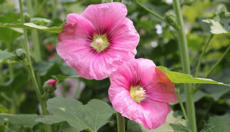 Alcea ( Hollyhock )