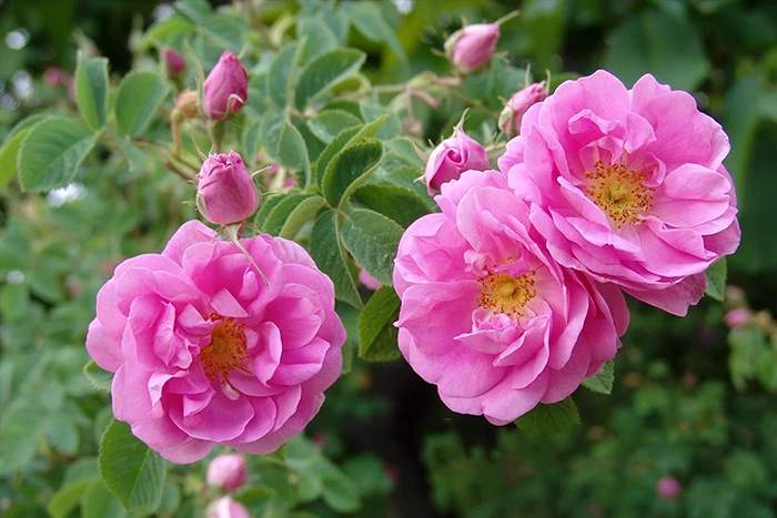 Damask Rose