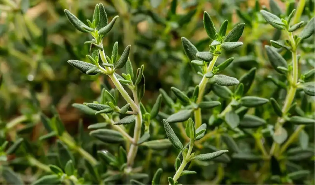 Thyme