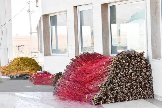 Export of Red Willow