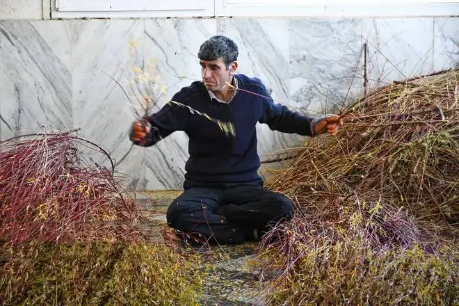 export of red willow